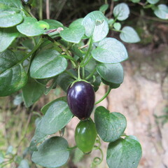 Salpichroa tristis