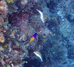 Canthigaster rostrata