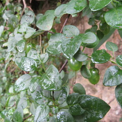 Salpichroa tristis