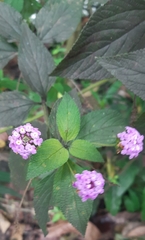 Lantana trifolia