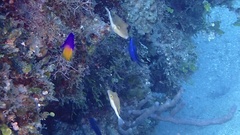 Canthigaster rostrata