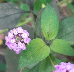 Lantana trifolia
