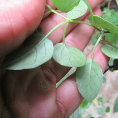 Salpichroa tristis