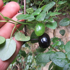 Salpichroa tristis