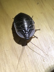 Blaberidae