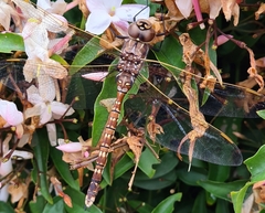 Adversaeschna brevistyla