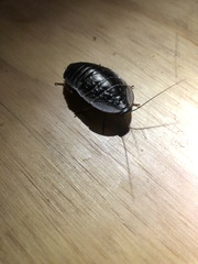 Blaberidae