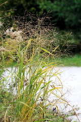 Panicum virgatum