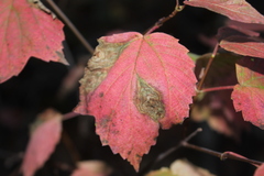 Pseudocercospora varia