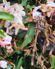 Adversaeschna brevistyla