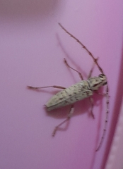 Elaphidion spinicorne