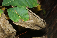 Xylella fastidiosa