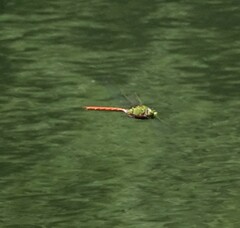 Anax longipes