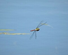 Anax longipes