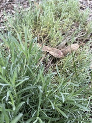 Calocephalus lacteus