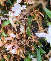 Adversaeschna brevistyla