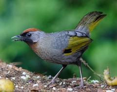 Trochalopteron melanostigma