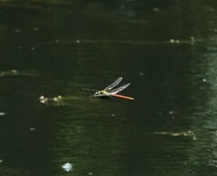 Anax longipes