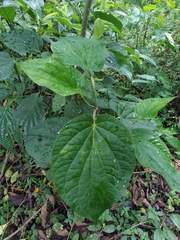 Piper crassinervium