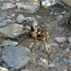 Aphonopelma chalcodes