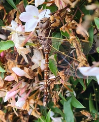 Adversaeschna brevistyla