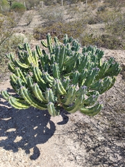 Myrtillocactus geometrizans