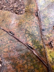 Macrodiplosis majalis