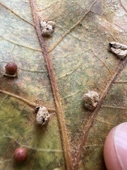 Macrodiplosis majalis