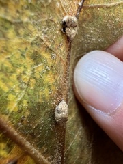 Macrodiplosis majalis