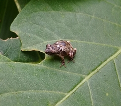 Pristimantis parvillus