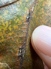 Macrodiplosis majalis