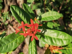 Ixora chinensis