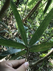 Phyllostachys makinoi
