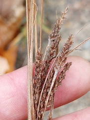 Carex virescens
