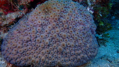 Montastraea cavernosa