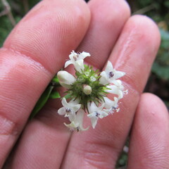 Galianthe bogotensis
