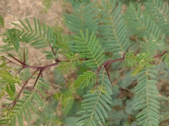 Vachellia macracantha