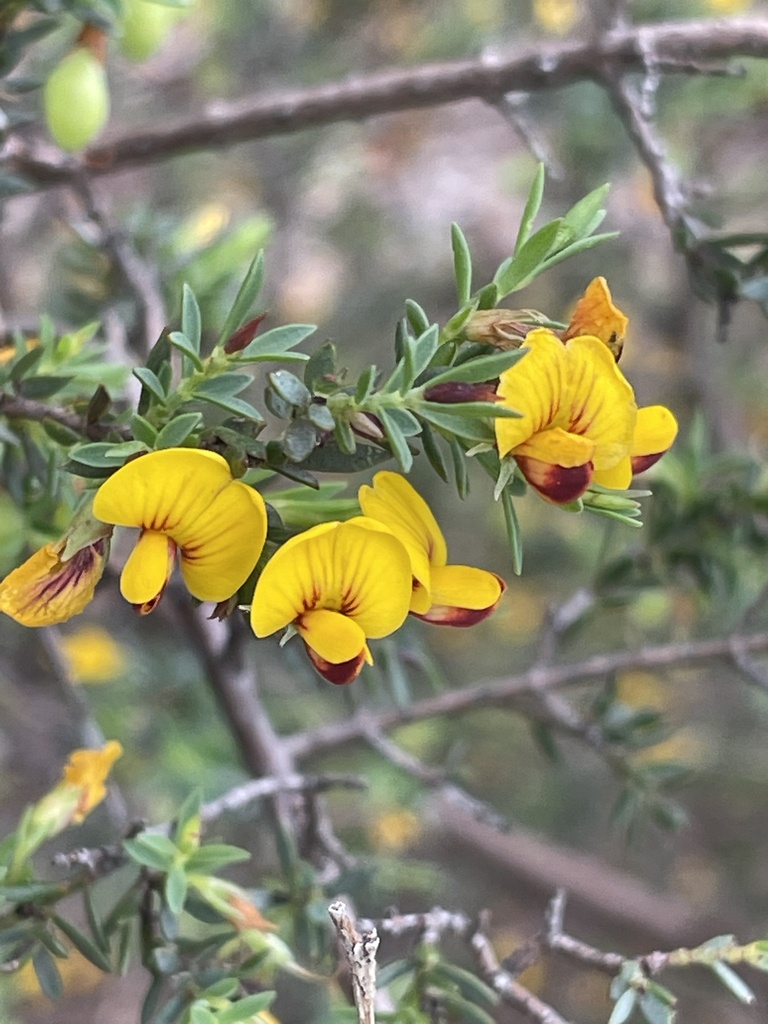 large-leaf eutaxia