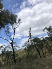 Trichonephila edulis