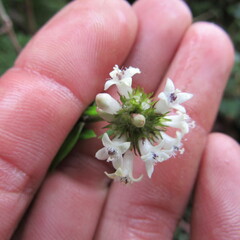 Galianthe bogotensis