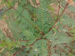 Vachellia macracantha