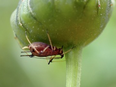 Macrosiphum