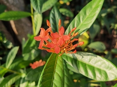 Ixora chinensis