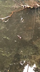 Ornithorhynchus anatinus