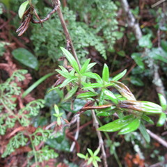 Galianthe bogotensis