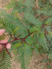 Vachellia macracantha