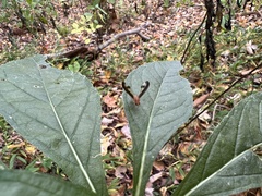 Toxonevra superba