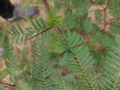 Vachellia macracantha