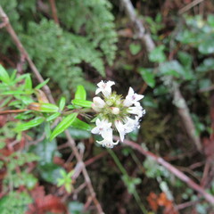Galianthe bogotensis