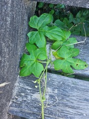 Cucumis anguria anguria